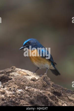 Tickell des blauen Fliegenfänger (Cyornis Tickelliae) ist ein kleiner Singvogel Vogel in der Familie der Fliegenschnäpper. Stockfoto