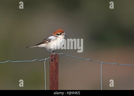 Weiblicher Rotkopfwürger Shrike-Lanius Senator. Extremadura, Spanien. Stockfoto