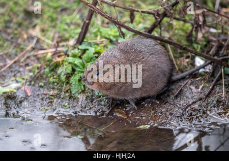 Europäische Wasser-Wühlmaus, eine semi-aquatische Nager. Stockfoto