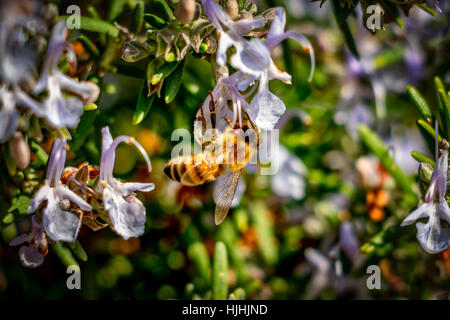 Arbeits-Biene Stockfoto