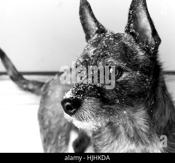 Wolf wie Hund nach Schnee-Spaziergang Stockfoto