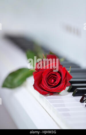 Eine Nahaufnahme Bild von einer roten Rose auf liegend auf weißen Klaviertasten vorschlagen eine romantische musikalische Feier vielleicht valentine Stockfoto