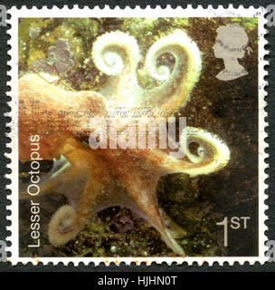 Großbritannien - CIRCA 2007: Eine gebrauchte Briefmarke aus dem Vereinigten Königreich, ein Bild von geringeren Octopus, ca. 2007. Stockfoto