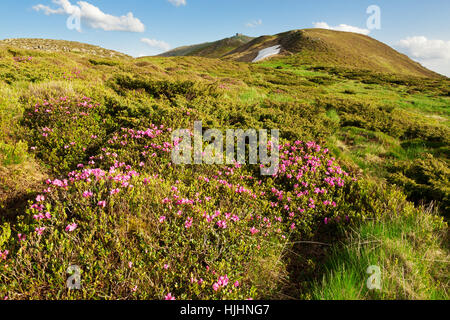 Die Hänge der Berge mit blühenden Rhododendren bedeckt. Karpaten. Stockfoto