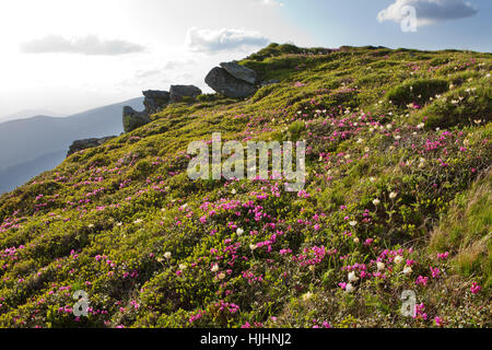 Die Hänge der Berge mit blühenden Rhododendren bedeckt. Karpaten. Stockfoto