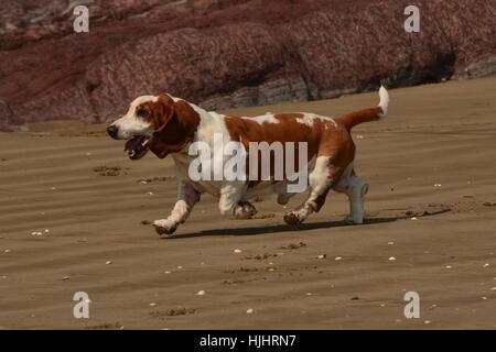 Ein reifer männlicher Basset Hound quer über einen Sandstrand Stockfoto