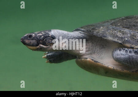 Arrau River Schildkröte (Podocnemis Expansa), ursprünglich aus dem Amazonas-Becken Stockfoto