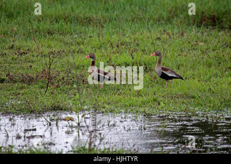 Schwarzbäuchigen pfeifende Enten im Feuchtgebiet in Brasilien Stockfoto