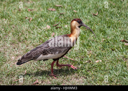 Buff necked Ibis Wandern in Grünland in Brasilien Stockfoto