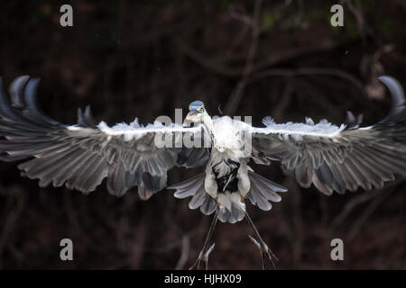 Cocoi Heron Kopf zu sehen während des Fluges in Brasilien Stockfoto