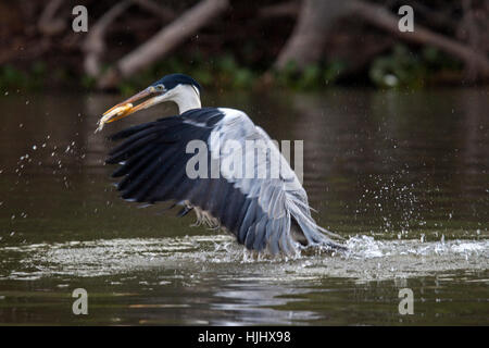 Cocoi Reiher Beschlagnahme Fisch im Flug in Brasilien Stockfoto