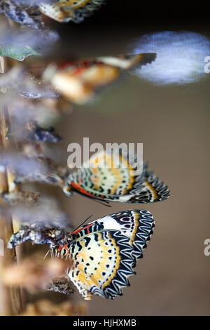 Leopard Florfliege Schmetterling am Schmetterlingsfarm in Siem Reap - Kambodscha Stockfoto