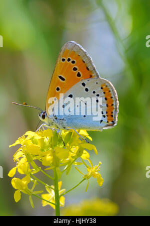 Gemeinsamen blau (Polyommatus Icarus) Schmetterling auf einer gelben Blume Stockfoto
