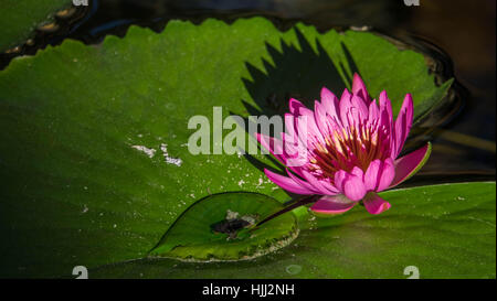 Lilia in der Furnace Creek Hotel Stockfoto