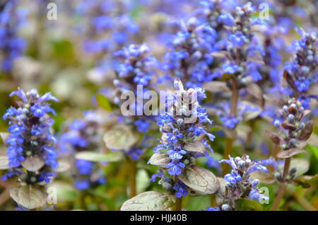 Blühende blaue Bugleweeds Ajuga in der Sommerwiese - Foto Stockfoto
