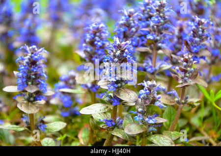 Blühende blaue Bugleweeds Ajuga in der Sommerwiese - Foto Stockfoto