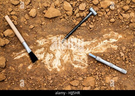 Skelett und archäologische Werkzeuge. Training für Dig Fossil. Gleich simuliert als echte Graben. Stockfoto