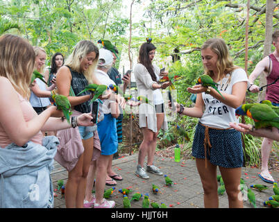 Tägliche Fütterung Allfarbloris im Bungalow Bay Koala Village, Horseshoe Bay-Magnetic Island-Queensland-Australien Stockfoto