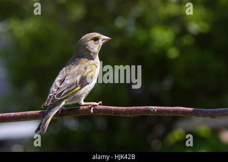 Schritt, Tier, Garten, Tier, Vogel, grün, Fauna, Native, Zweig, Federn, Schnabel, Stockfoto