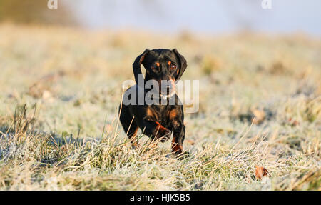 Miniature Dachshund laufen Stockfoto