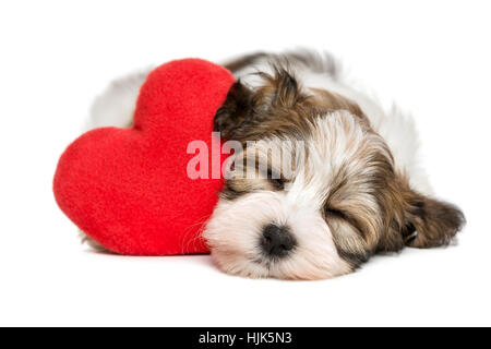 Geliebten Valentine Havaneser Welpen Hund schlafen und träumen mit einem roten Herzen Stockfoto