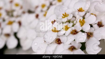 Weiß Cluster gelber Mitte Blumen möglicherweise eine Hortensie, Makro erschossen genommen in Shepperton U.K Stockfoto