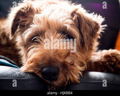 Ein Irish Terrier Hund suchen sehr entspannt auf einem schwarzen Ledersofa Stockfoto