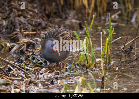 Wasser-Schiene (Rallus Aquaticus) auf Nahrungssuche in seiner Schilfbeetes Lebensraum Stockfoto