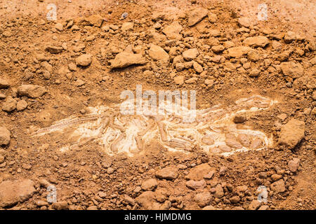 Skelett und archäologische Werkzeuge. Training für Dig Fossil. Gleich simuliert als echte Graben. Stockfoto