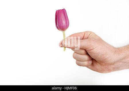 Männliche Hand mit wenig Tulpe, isoliert Stockfoto