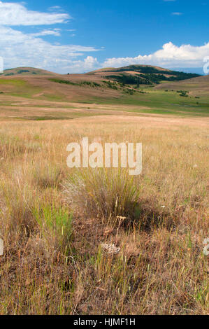 Grünland entlang gehörnte Lerche, Zumwalt Prairie Preserve, Oregon Stockfoto