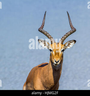 Specie Aepyceros Melampus Familie der Horntiere Stockfoto