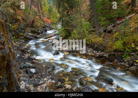 Wallowa Fluss entlang Chief Joseph Bergweg, Wallowa-Whitman National Forest, Oregon Stockfoto