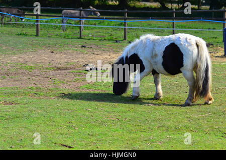 Shetlandpony - Equus Caballus in ein Feld Weiden Stockfoto