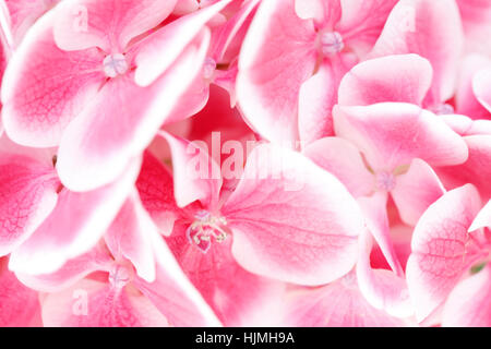 atemberaubende Nähe Hortensie Cluster von kleinen rosa und weißen Blüten Jane Ann Butler Fotografie JABP1793 Stockfoto