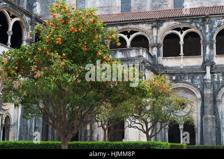 Portugal: Orangenbäumen und Blick auf das Kloster des Schweigens des mittelalterlichen römisch-katholischen Klosters Alcobaca, gegründet im Jahre 1153 Stockfoto