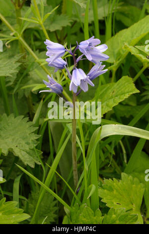 Spanisch Bluebell, Hyacinthoides hispanica Stockfoto