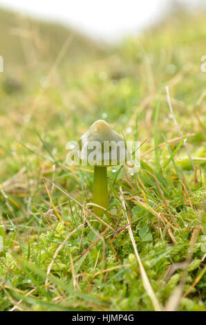 Papagei Waxcap, Hygrocybe psittacina Stockfoto