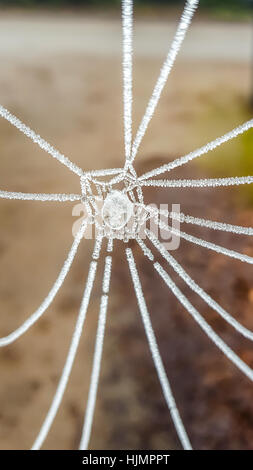 Spinnennetz mit Wassertropfen durch Frost eingefroren Stockfoto