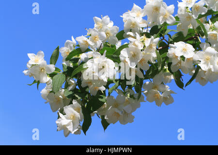 Blühender Zweig von Jasmin Closeup vor blauem Himmel Stockfoto