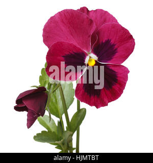 rote Blume Stiefmütterchen mit einer Knospe, die isoliert auf weißem Hintergrund Stockfoto