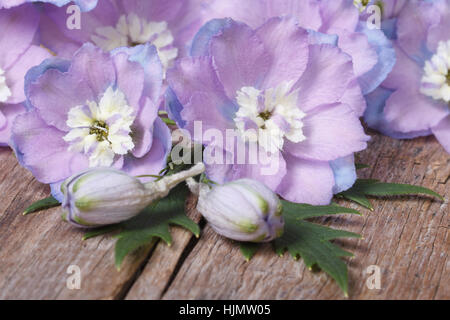 Schöne lila Blumen Rittersporn Closeup auf einem Holzbrett. horizontale Stockfoto