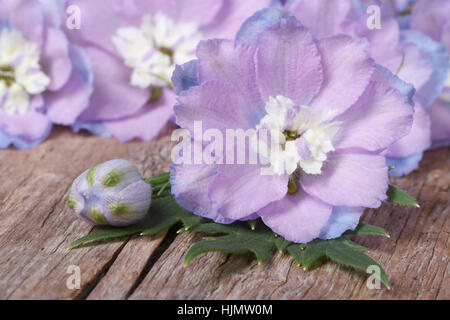 Zarte Blumen Rittersporn mit Knospen Makro auf einem Holzbrett. horizontale Stockfoto