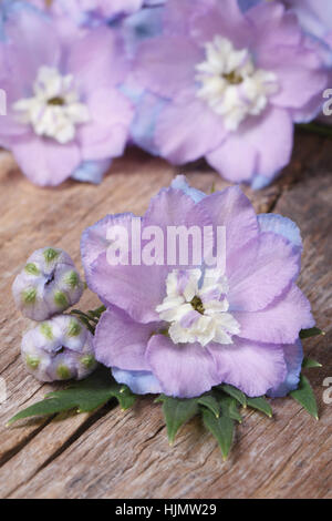 schöne Blumen Rittersporn mit Knospen Makro auf einem Holzbrett. vertikale Stockfoto