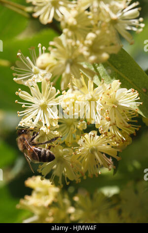 Biene auf Blumen Linden Closeup vertikal im freien Stockfoto