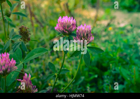 Blühende Klee Blume auf einem Feld Trifolium Pratense. Nahaufnahme. Stockfoto