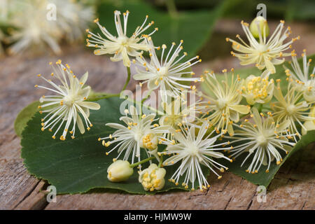 gelbe Blumen duftenden Linden Makro auf einem Holztisch. horizontale Stockfoto