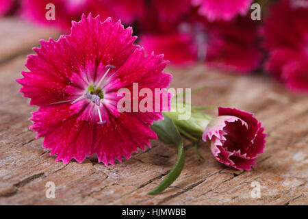 Schöne helle rosa Nelke Nahaufnahmen auf Holzbrett horizontal Stockfoto