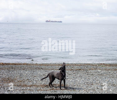 Hundegebell am Ufer mit Frachtschiff im Hintergrund.  Victoria, BC. Kanada Stockfoto