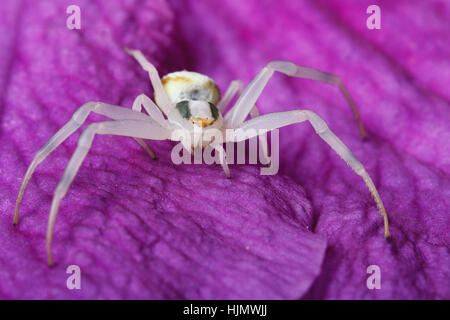 Crab Spider Makro auf blaue Clematis Blume Stockfoto